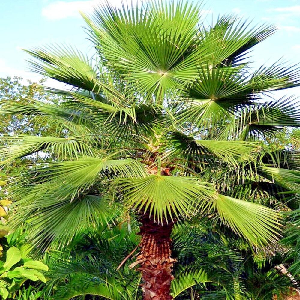 Fan Palm